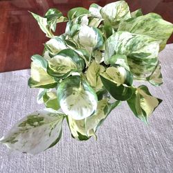 🦋Manjula Pothos Plant 💎