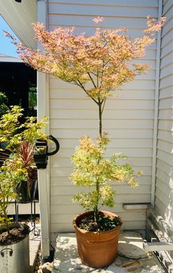 Pink Ukigumo Japanese Maples Tree (About 7-8 Feet Tall)