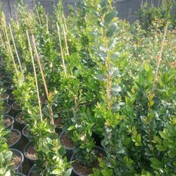 Texas Privet