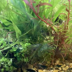 Aquarium Plants + More  💙🦐