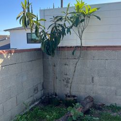 Loquat Tree ( New World Tree ) 