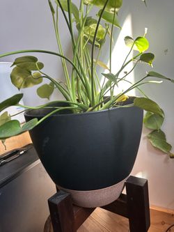 Monstera and plant stand