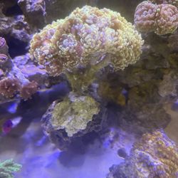 Reef Aquarium Decoration