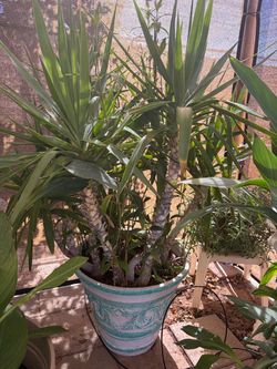 Palms and large pot