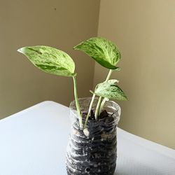 Marble Queen Pothos