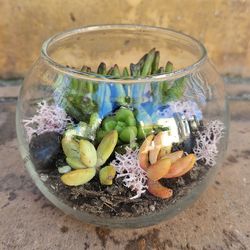 Beautiful Glass Globe TERRANIUM of SUCCULENT PLANTS