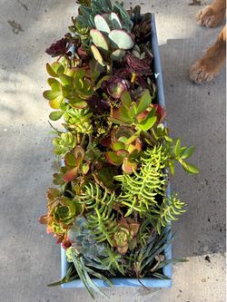 🌵 Large Established Succulent Garden – 15+ Varieties 🌵