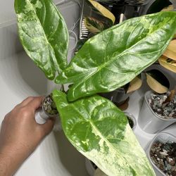 Stunning Alocasia Acuminata Albo