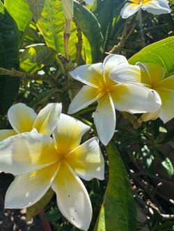 Plumeria branches, three dollars at. Piesa