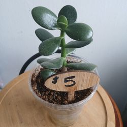 Jade Plant
