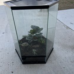Move Out Sale Reptile/amphibian environment 