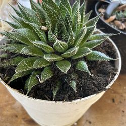 Suculenta