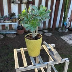 Potted Succulent 
