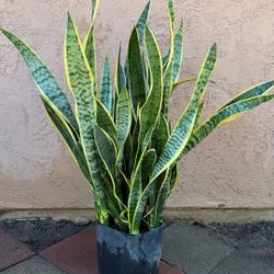 Snake Plant 