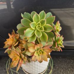 Succulent Plant/ Planta Succulenta 