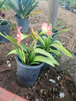 Amaryllis Plants