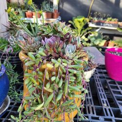 Succulent Arrangements 