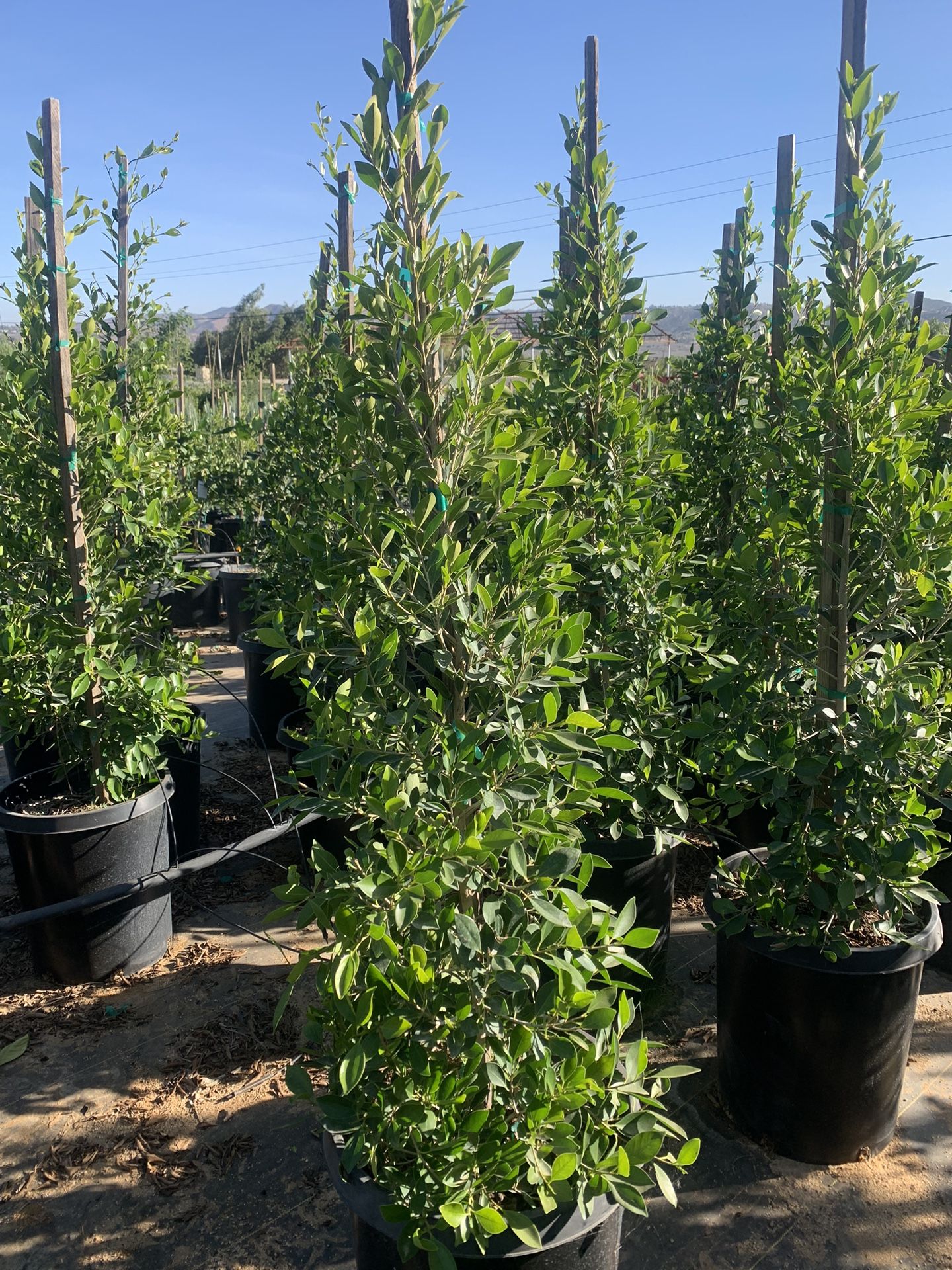Ficus nitida, Indian Laurel Ficus Tree, Indian Laurel Column Hollywood Hedge And Privacy 15gal Size