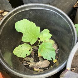 Sundaikkai ( Turkey Berry Plant)