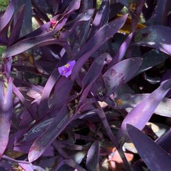 Succulent Clippings 1 Dollar To 2 Dollars For Clipping 