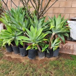 Agave plants  each 20