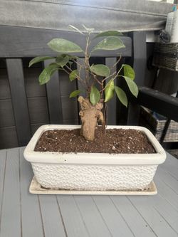 Bonsai Tree 