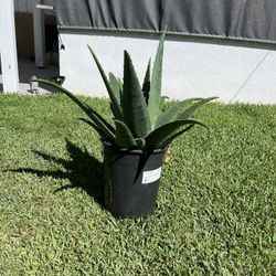 Aloe Vera Plant 