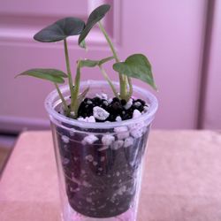 🌿 Two Plants in One – Dragon Scale pups for Just $15! 🌿