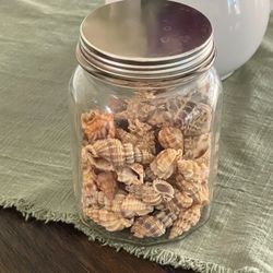 Cute Jar of Phos senticosus Shells