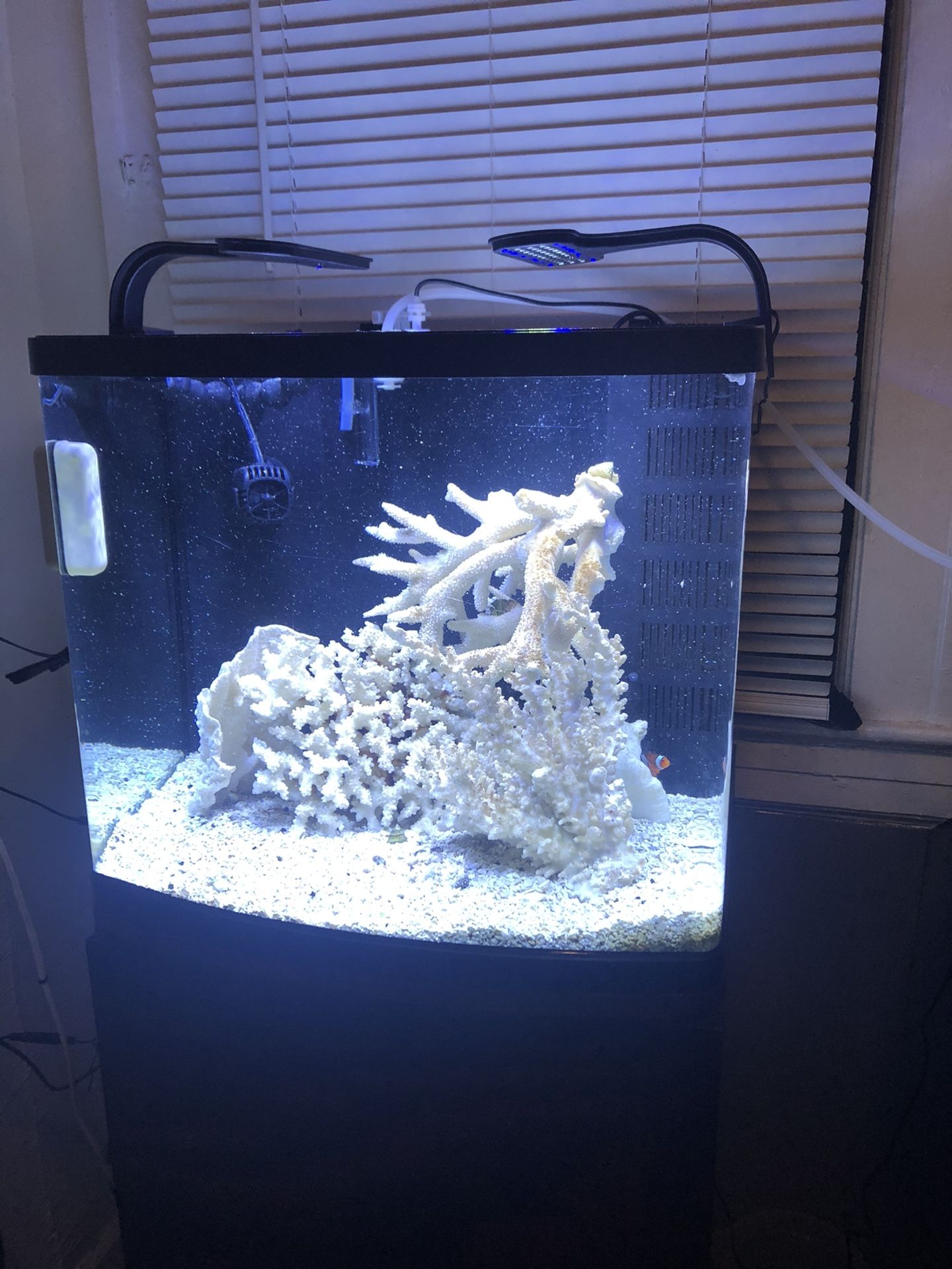 Salt water fish tank biocube