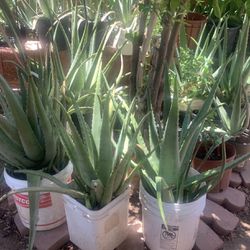 Multiple Different Plants Aloe Sabila & canna lilies