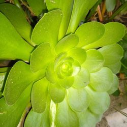 Succulents And Mint Cuttings!!