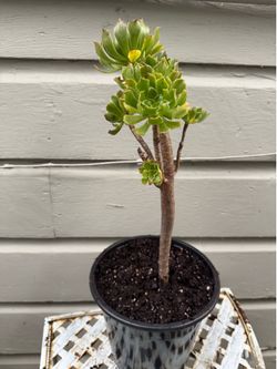 Green Aeonium