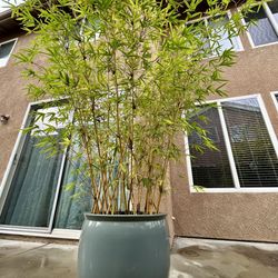 Very Large Bambusa multiplex 'Alphonse Karr' Live Bamboo Potted Plant