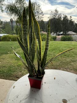 3 Gallon Snake Plant