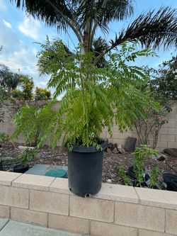 Curry leaf plant