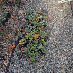 Strawberry Starts $2 Each Or 3 For $5 - SE Pdx