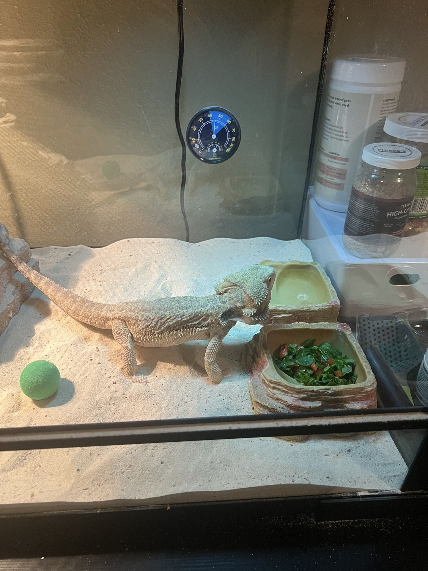 Bearded Dragon With Cage For Sale