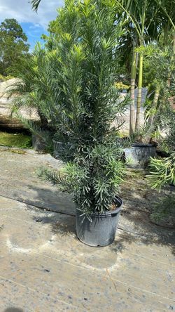 Podocarpus Maki - 7 Gallons Size