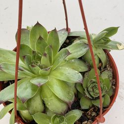 Succulents Plants In 6 Inches Hanger Pot