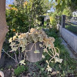 Beautiful Rose Lotus Succulents In Hanging Pot❤️