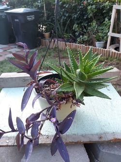 Home and garden