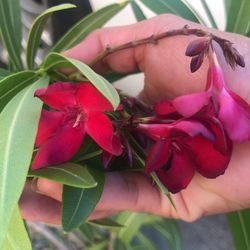Oleander