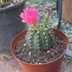 Cactus
