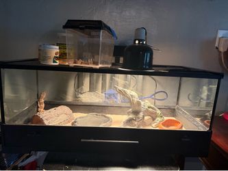 Leopard Gecko + Tank