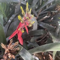 Giant Bromeliads Plant 