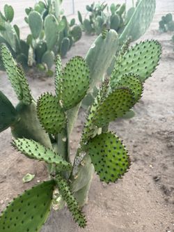 Nopales Organicos. $3
