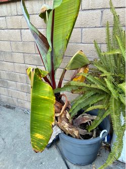 2 Banana Tree in a Pot $60 for both