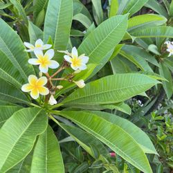 Plumeria