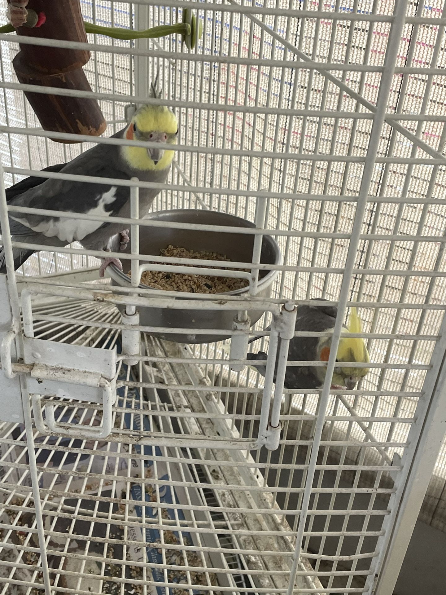 Bird Cage